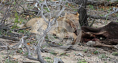 Lioness licking her prey after hunting Stock Photo